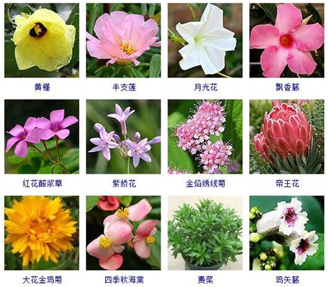 花草|【花粉丝】花卉查询网——专业的花卉知识大全网站